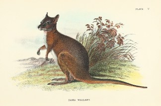 Dama Wallaby. Australian - General