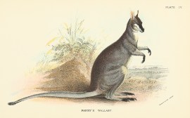 Parry’s Wallaby Australian - General