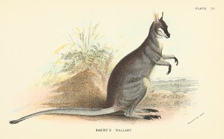 Parry’s Wallaby Australian - General