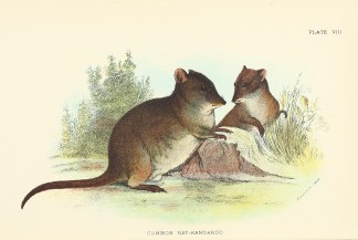 Common Rat-Kangaroo ANIMALS
