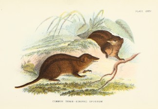 Common Three Striped Opossum ANIMALS