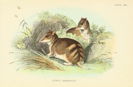 Gunn's Bandicoot