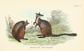Brush-Tailed Rock-Wallaby Australian - General
