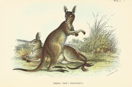 Great Grey Kangaroo