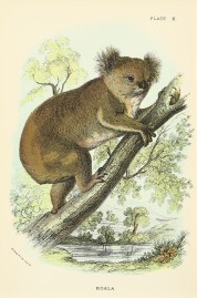 Koala ANIMALS