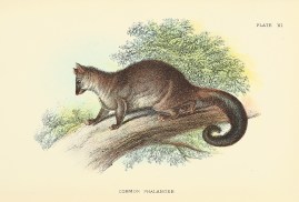 Common Phalanger