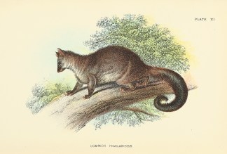 Common Phalanger ANIMALS
