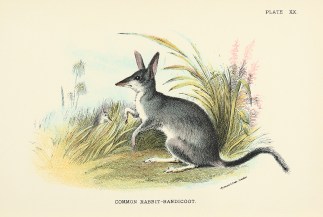 Common Rabbit-Bandicoot Australian - General