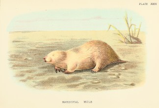 Marsupial Mole Australian - General