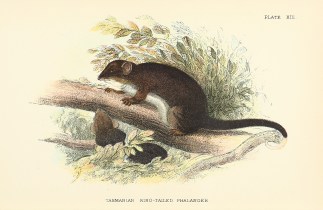 Tasmanian Ring-Tailed Phalanger Australian - General