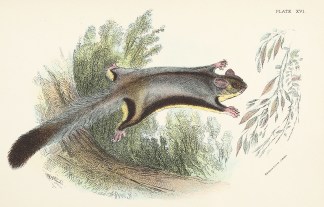 Lesser Flying-Phalanger Australian - General