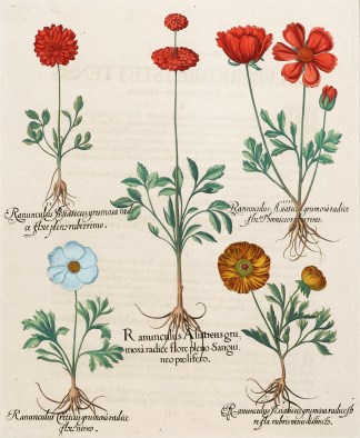 I. Ranunculus Asiaticus gru mosa radice … General / Global