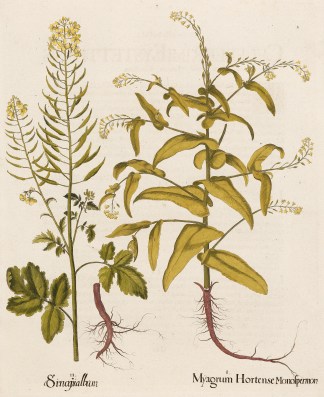 I. Myagrum Hortense Monofpermon II. Sirn… General / Global