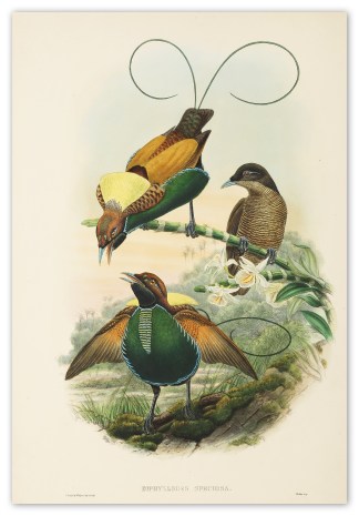 Diphyllodes Speciosa. Magnificent Bird o… The Birds of New Guinea