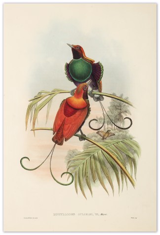 Diphyllodes Gulielmi III. Waigiou Bird o… The Birds of New Guinea