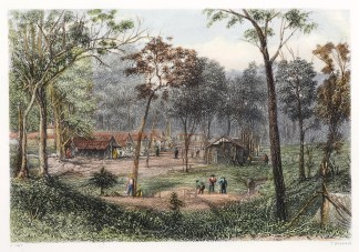 New Zealand Gully Near Roehampton, Queen… Queensland