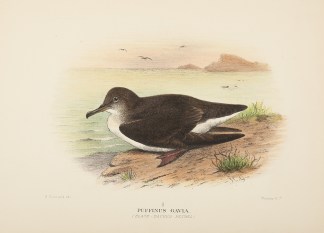 Puffinus Gavia. (Black-Backed Petrel ). Australian
