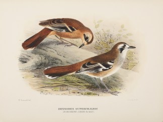 Drymodes superciliaris (Northern Scrub-r… Australian