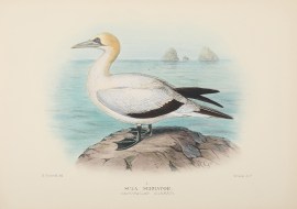 Sula Serrator. (Australian Gannet). Australian - Mathews