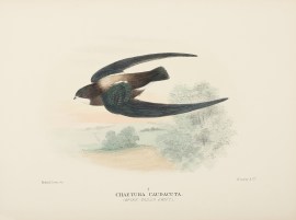 Chaetura Caudacuta. (Spine-tailed Swift).