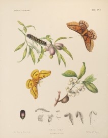 Antheraea simplex Insects & Arachnids