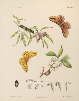 Antheraea simplex Insects & Arachnids