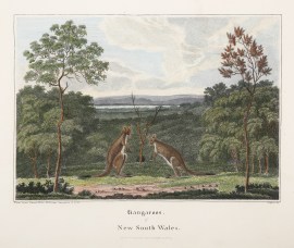 Kangaroos, of New South Wales. / View from Seven-M… Acquisitions Maps & Prints