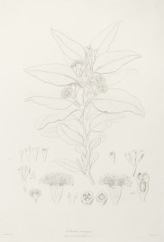 Eudesmia tetragona. Australian - General Eudesmia tetragona.