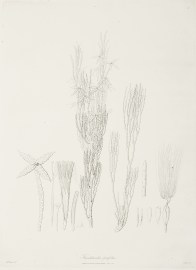 Franklandia fucifolia. Australian - General Franklandia fucifolia.