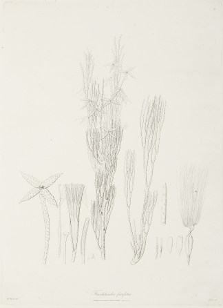 Franklandia fucifolia. Australian - General