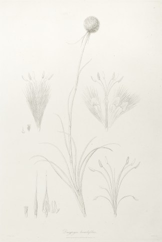 Dasypogon bromeliifolius Australian - General