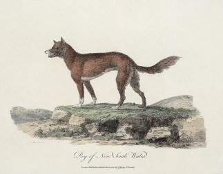 Dog of New South Wales. Australian - General
