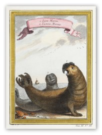 1. Lion Marin. 2. Lionne Marine Australian - General 1. Lion Marin. 2. Lionne Marine