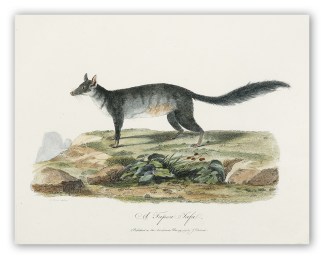 A Tapoa Tafa. Australian - General