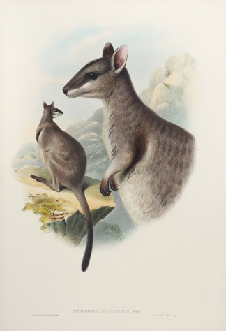 Petrogale brachyotis, Gould. Australian - General
