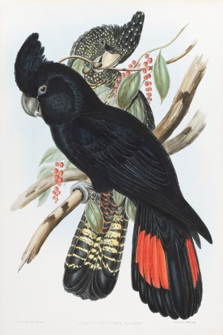 John Gould