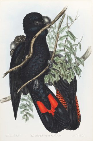 Calyptorhynchus naso: Gould Australian