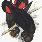 John Gould