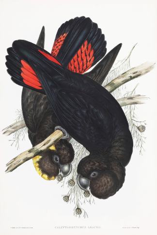 Calyptorhynchus Leachii. General / Global