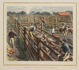 Glimpses of Station Life-Cattle Branding. Australiana (General)