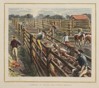 Glimpses of Station Life-Cattle Branding… Australiana (General)