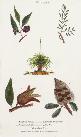 Botany. 1. Banksia Serrata  2. Banksia P… Australian - General