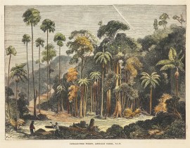 Cabbage-tree Forest, American Creek, N.S.W. AUSTRALIA