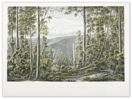 Forest, Cape Otway Ranges.