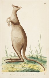 [The Great Kanguroo.]