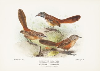 Magnamytis dorotheae (Black & White … Australian