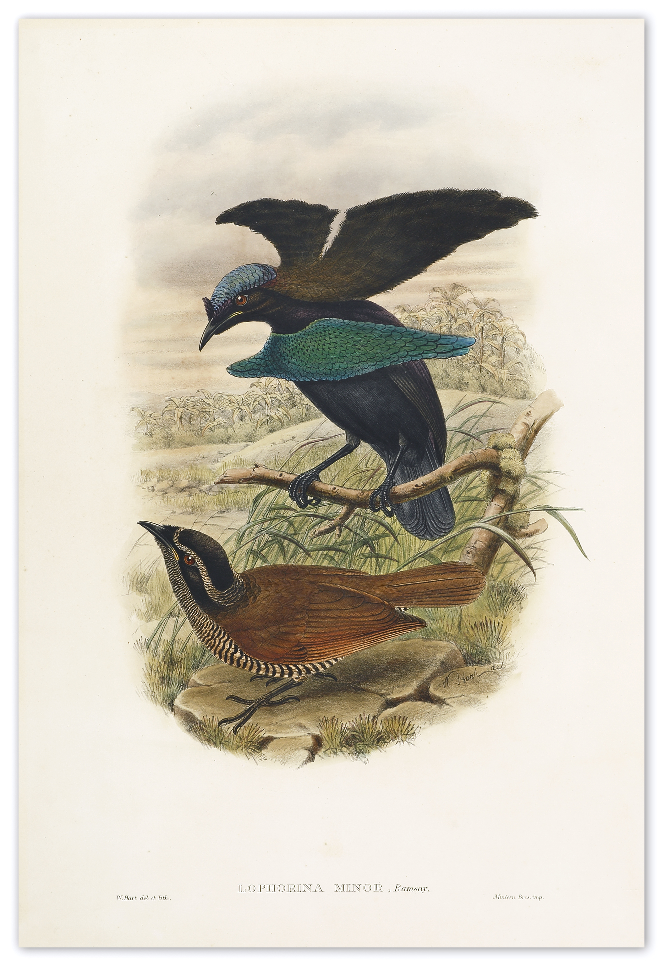 Lophorina Minor, Ramsay. Lesser Superb Bird of Paradise - Antique Print from 1875