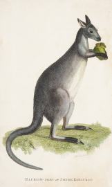 Blueish-grey or Silver Kanguroo. Australian - General