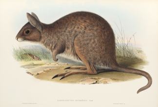 Lagorchestes leporoides. Gould. Australian - General