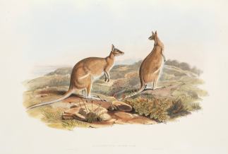 Halmaturus Agilis: Gould Australian - General